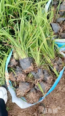 高度30厘米金娃娃萱草