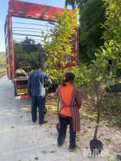 高度60厘米柿树小苗