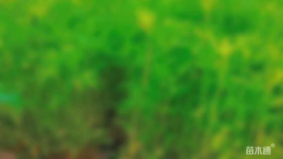 高度25厘米波斯菊