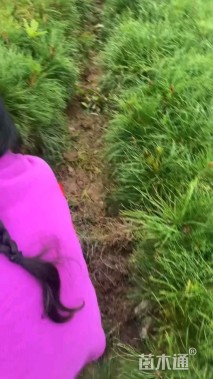 高度20厘米油松