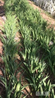 高度50厘米唐菖蒲