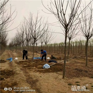 8公分香花槐