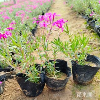 高度19厘米丛生福禄考