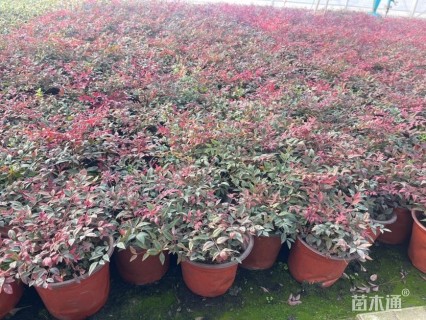 高度20厘米南天竹