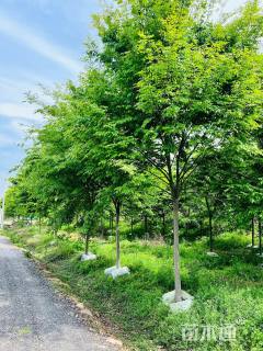 8公分榉树