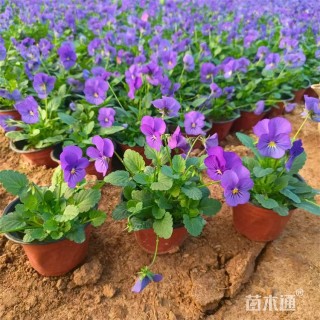 高度20厘米角堇