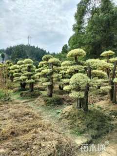 高度120厘米红花继木