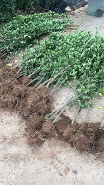 高度150厘米北海道黄杨