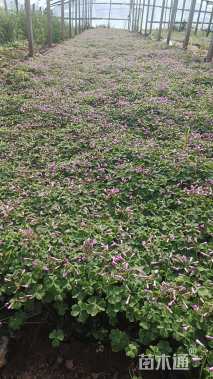 高度15厘米红花酢浆草