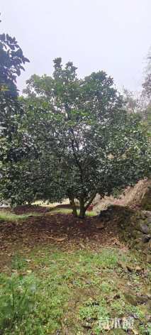 40公分柚子树
