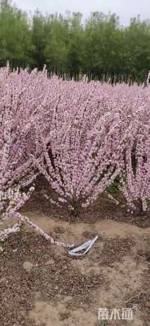 高度80厘米郁李
