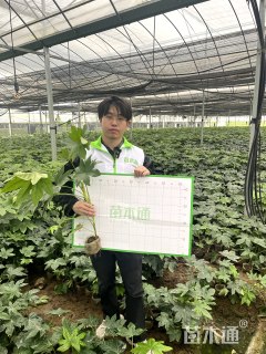 高度25厘米八角金盘