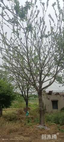 35公分朴树