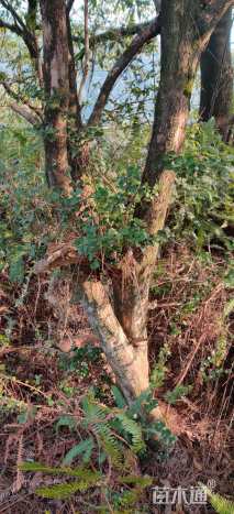 高度2000厘米黄杨