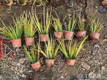 高度20厘米石菖蒲