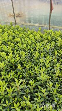 高度30厘米杜鹃