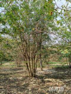 高度350厘米丛生紫薇