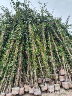 高度300厘米三角梅