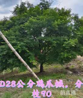 28公分鸡爪槭