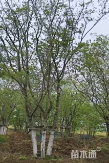 10公分(5杆)丛生朴树