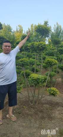 4公分造型小叶女贞