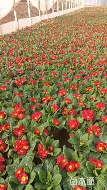 高度15厘米报春花