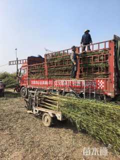 地栽苗金镶玉竹