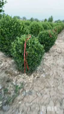 冠幅80厘米冬青球