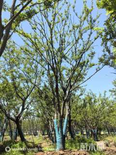 71公分(4杆)丛生朴树