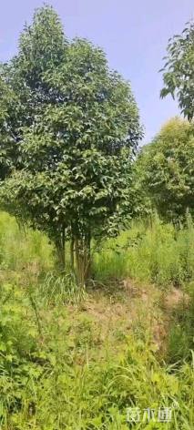 高度350厘米丛生大叶女贞