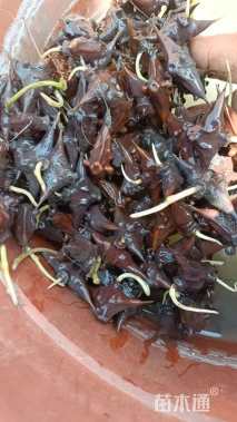 高度50厘米菱角