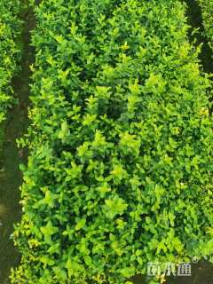 60厘米小叶扶芳藤