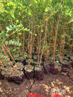 高度50厘米紫穗槐