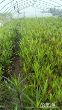 高度50厘米翠芦莉