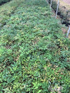 高度30厘米南天竹