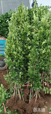 高度150厘米北海道黄杨