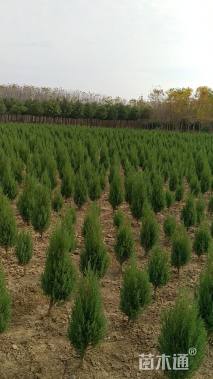 高度80厘米桧柏