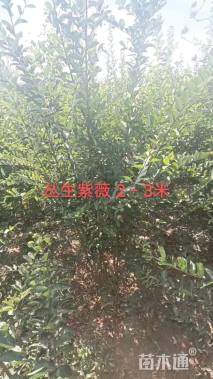 高度200厘米丛生红花紫薇