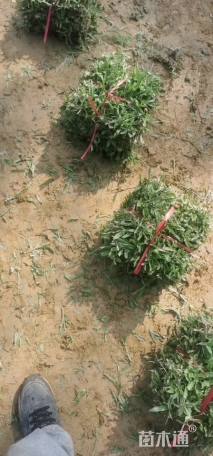 大叶油草