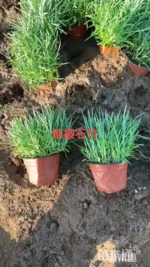 高度10厘米常夏石竹