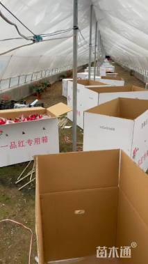 高度40厘米一品红