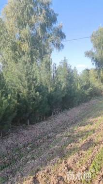 高度200厘米白皮松