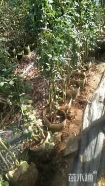 高度200厘米月季