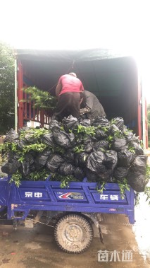 高度50厘米连翘