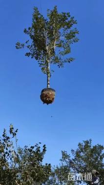 10公分紫花风铃木