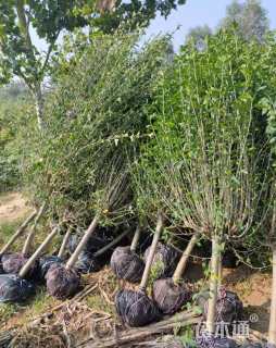 高度180厘米木槿