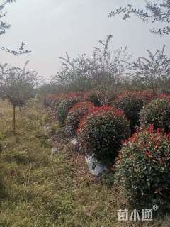 冠幅120厘米红花继木球