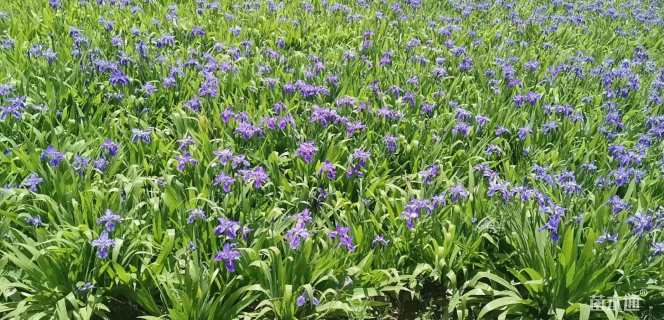 高度30厘米蓝花鸢尾