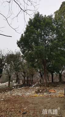 35公分黄葛树