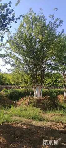 高度600厘米丛生五角枫